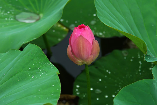 粉红色荷花花苞