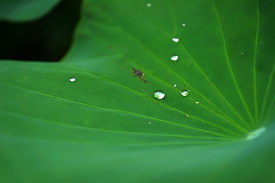 荷叶 水滴