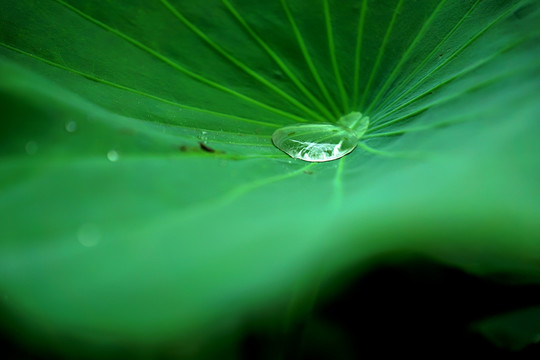 荷叶 水滴