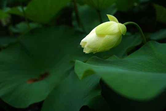 绿色荷花花苞