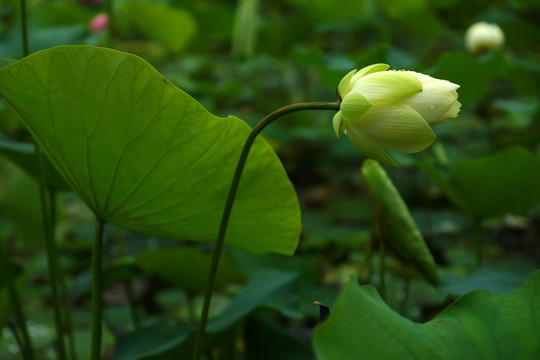 荷花