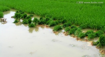 秧田
