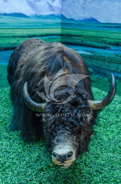 西藏牦牛标本 动物标本