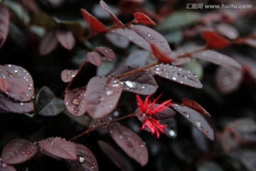 水珠