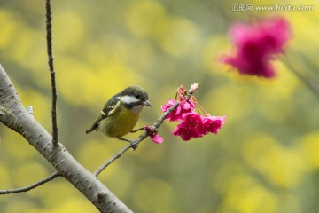黄腹山雀与樱花