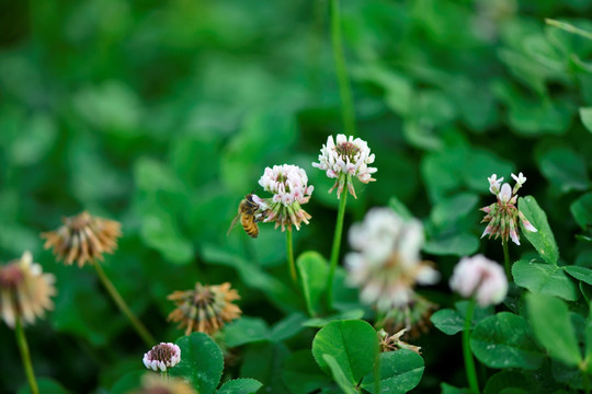 雏菊