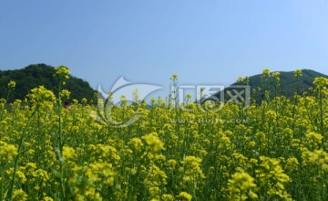 油菜花