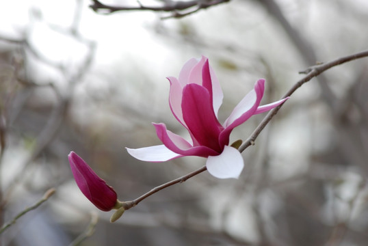 玉兰花 紫玉兰 花卉 花朵