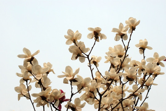 玉兰花 白玉兰 花卉 花朵