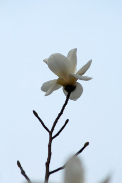 玉兰花 白玉兰 花卉 花朵