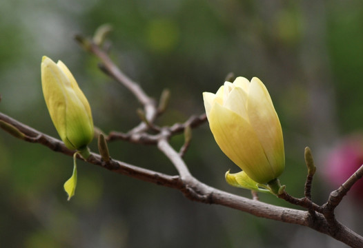 玉兰花 黄玉兰 花卉