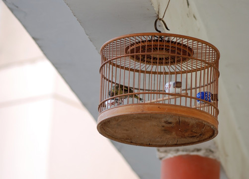 鸟笼子 笼子 竹笼子 鸟 鸟类