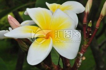 鸡蛋花