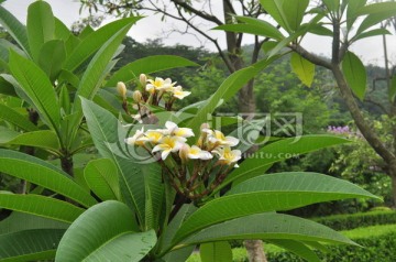 鸡蛋花