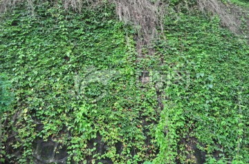 爬山虎
