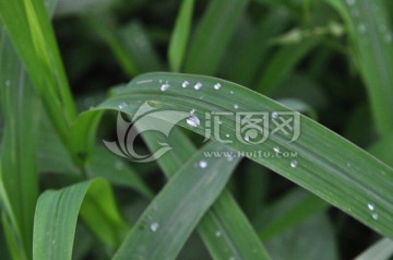草 露水