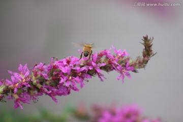 蜜蜂和薰衣草