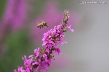 蜜蜂和紫色的花