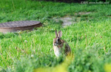 草坪上的野兔子