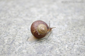 地上的蜗牛