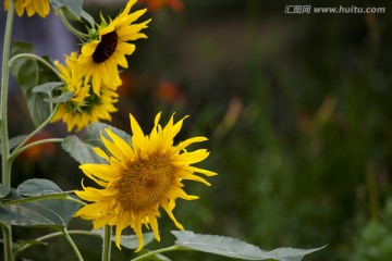 向日葵 葵花 合肥植物园