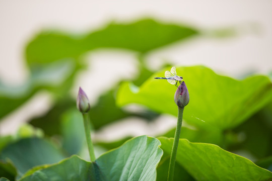 梦幻荷塘