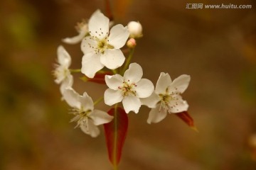 盛开的梨花