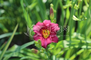 花卉