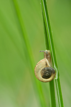 蜗牛特写