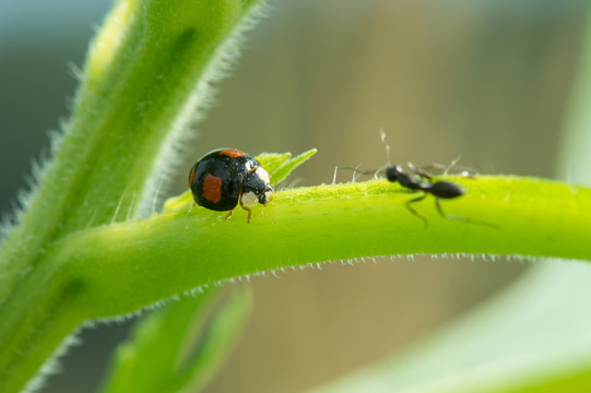 瓢虫与黑蚂蚁