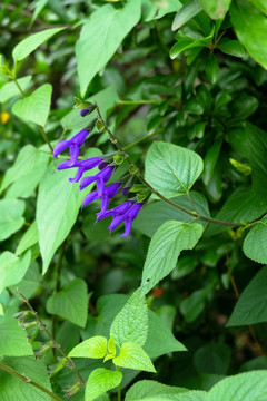 深蓝鼠尾草