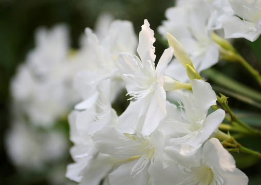 盛开的白色夹竹桃花