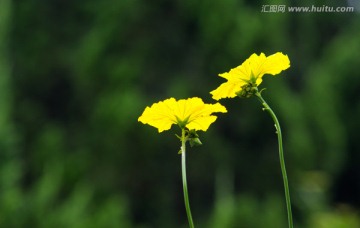 丝瓜花