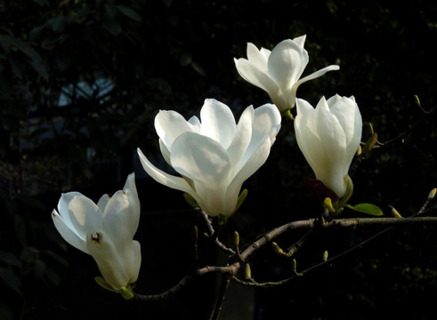 白玉兰花枝