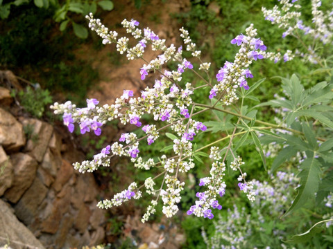 荆花