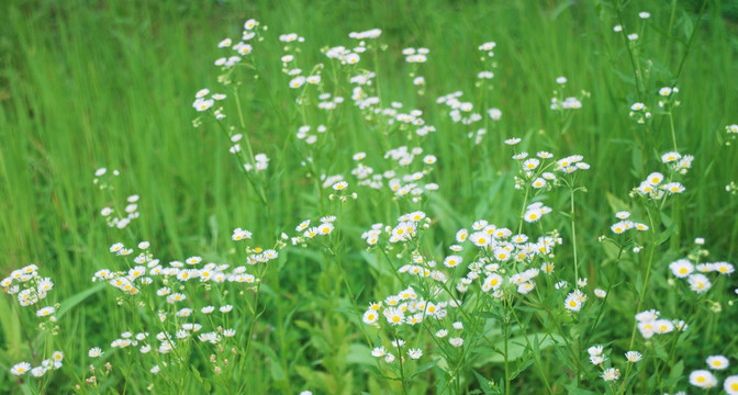 夏花