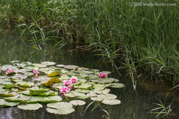 睡莲 芦苇