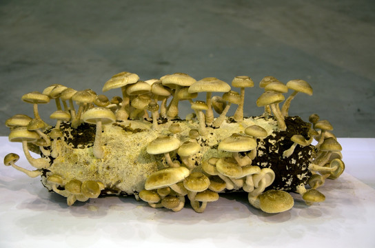 菌菇类人工栽培