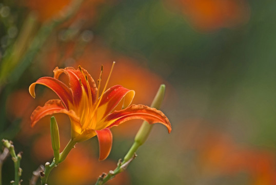 黄花菜