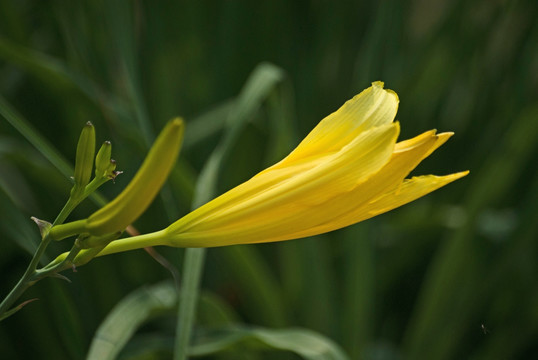 黄花菜