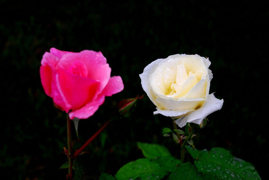 两支玫瑰花