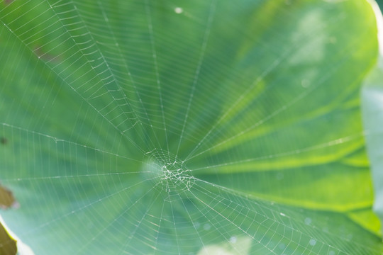 荷叶上的蜘蛛网