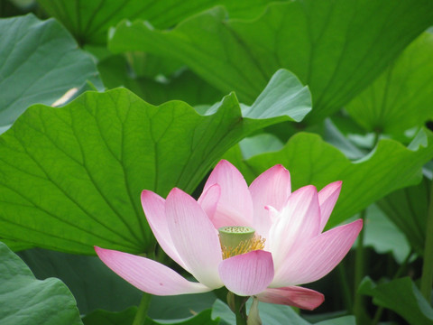 荷花