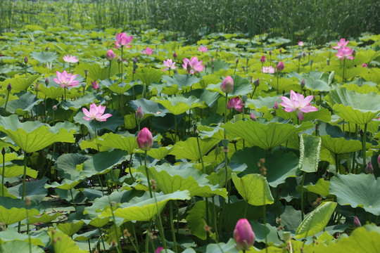 荷花