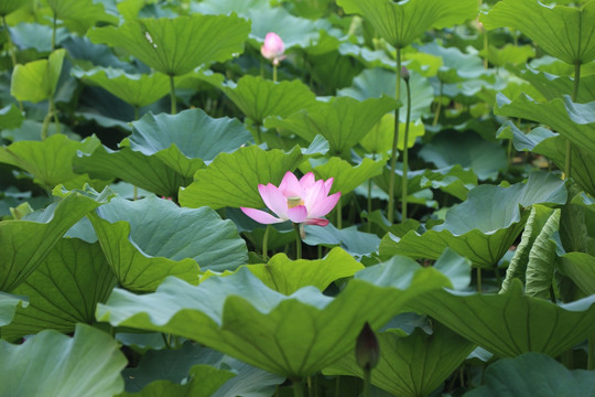 荷花