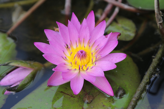 荷花