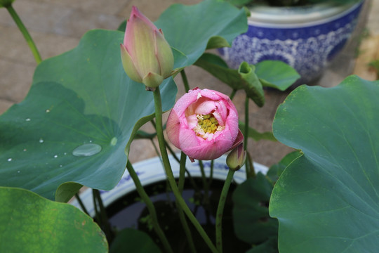 荷花