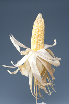 玉米棒 高清大图