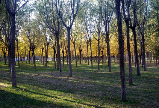 北京奥林匹克森林公园的银杏林