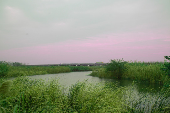 沙家浜芦苇荡